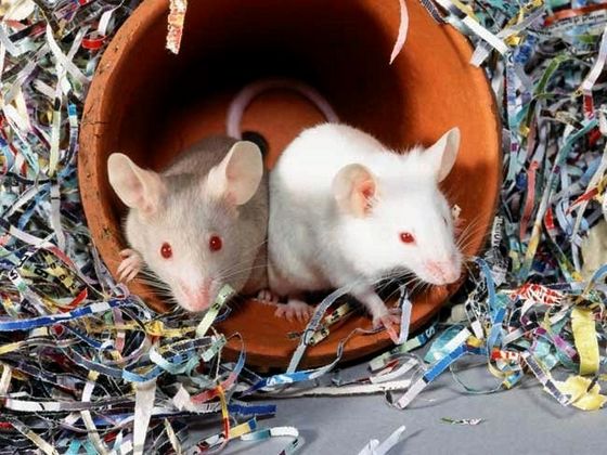 Популярний сонник: до чого сняться білі миші