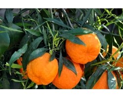 Застосування гіркого апельсина