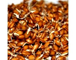 Застосування масла зародків пшениці в косметології та медицині
