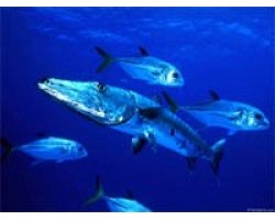 Риба барракуда: корисні властивості