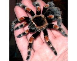 Найцікавіше і незвичайне про домашніх павуків