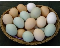 Найкорисніші відомості про курячі яйця