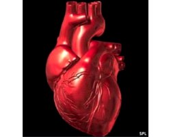 Серце: хвороби серця
