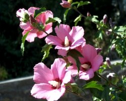 Сирійська троянда в вашому саду