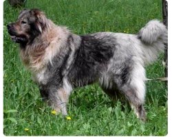 Собака породи кавказька вівчарка