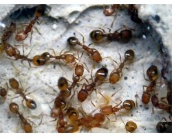 Способи боротьби з будинковими мурашками