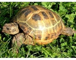 Середньоазіатська сухопутна черепаха: правила догляду та утримання
