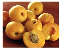 Властивості і застосування масла абрикоса