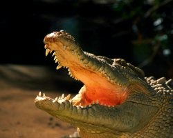 Тлумачення снів: До чого сниться крокодил
