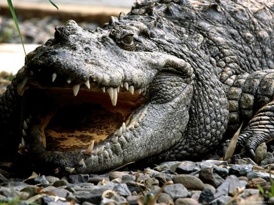 Тлумачення снів: До чого сниться крокодил