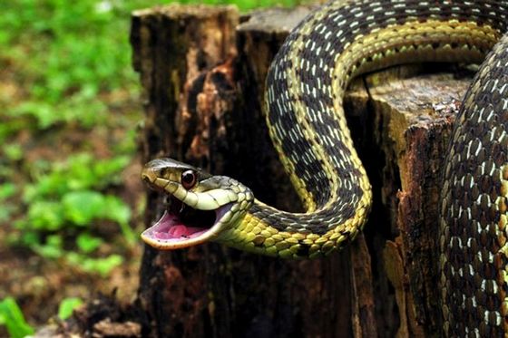Вкусила змія уві сні, до чого це?