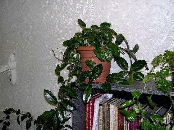Кучеряві кімнатні рослини