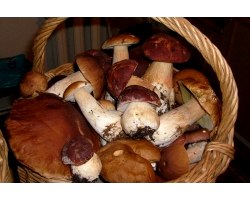 Вирощування грибів в домашніх умовах