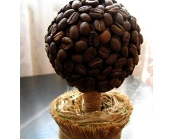 Виростити кавове дерево в домашніх умовах