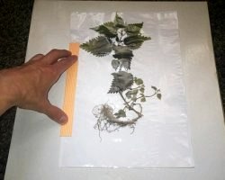 Завдання на канікули: вчимося робити своїми руками гербарій для школи і будинки
