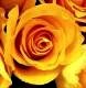 Жовті троянди: значення подарунка