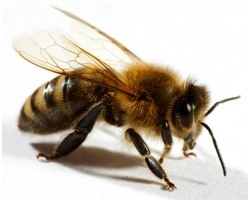Куди зникли бджоли в Америці?